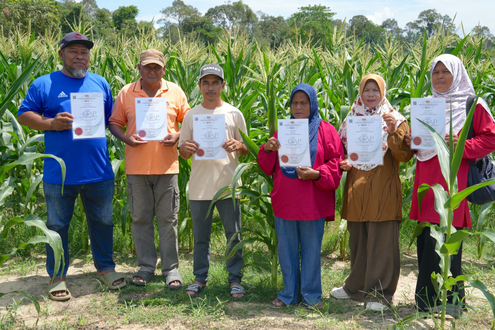 projek-tanaman-jagung-10.jpeg