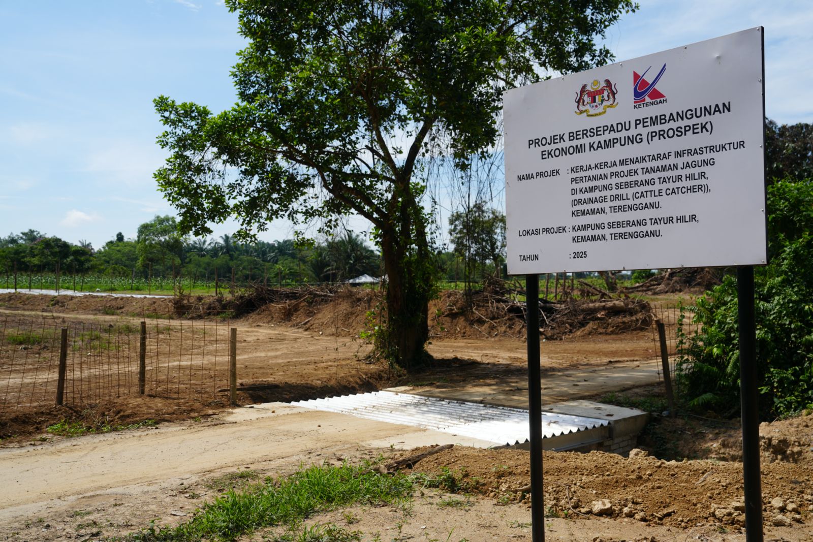projek-tanaman-jagung-19.jpeg